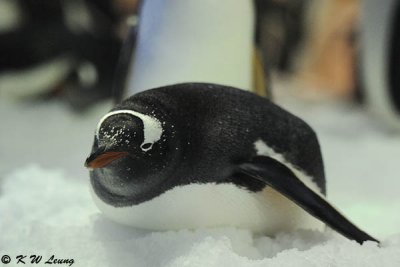 Gentoo penguin DSC_8676