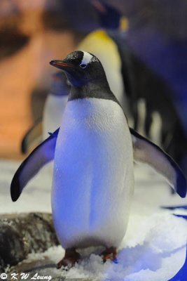 Gentoo penguin DSC_8687
