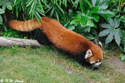 Red Panda DSC_8770