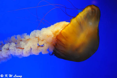 Jellyfish DSC_8733