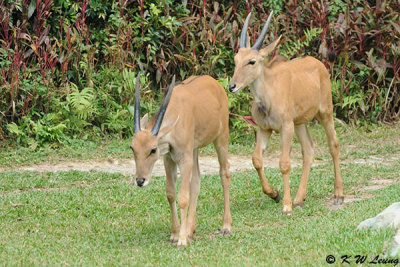 Antelope DSC_2828