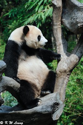 Panda DSC_3127