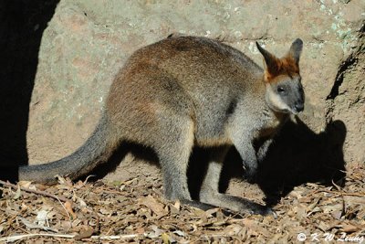 Kangaroo (DSC_5127)