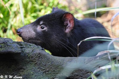 Tasmanian devil (DSC_5039)