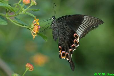 Papilio paris DSC_6750
