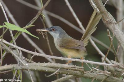 Yellow-bellied Prinia