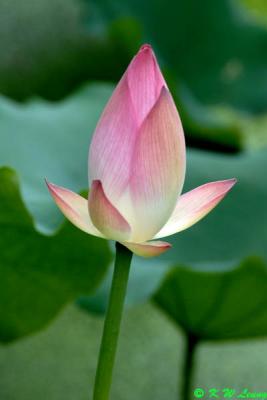 Lotus DSC_0556