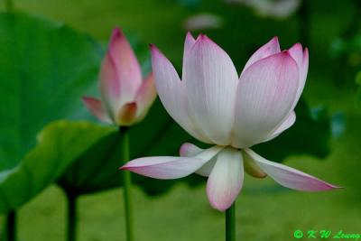 Lotus DSC_0558