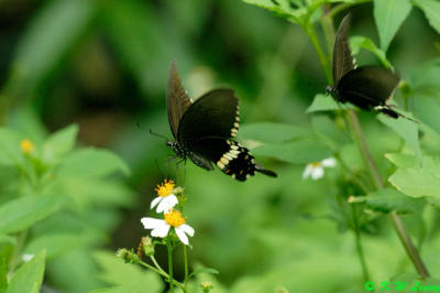 Papilio polytes DSC_0516