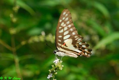 Graphium dosan DSC_0721