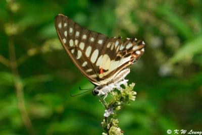 Graphium dosan DSC_0722