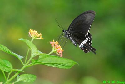 Papilio polytes DSC_0883