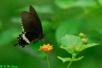 Papilio polytes DSC_0884