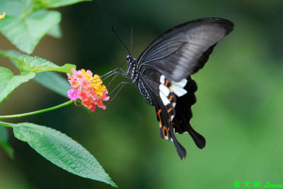 Papilio helenus DSC_1130