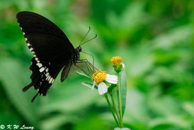 Papilio polytes DSC_2045