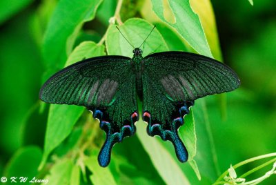 Papilio bianor (碧鳳蝶)