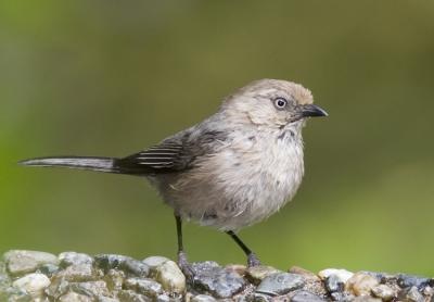 Bushtit