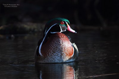 wood_duck