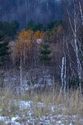 CRW_5777-1_600.jpg