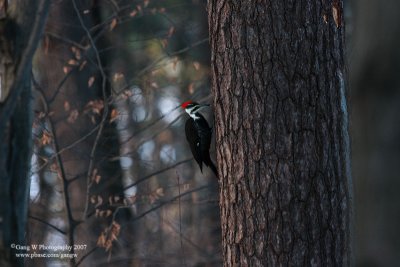 woodpecker_800.jpg