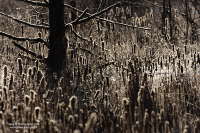 Winter Morning 20080113_800.jpg
