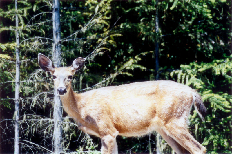 Rd to Hurricane Ridge ONP. 1JPG.jpg