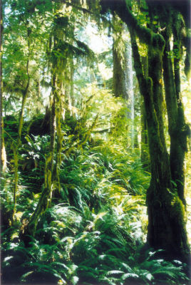 Hoh Rain Forest 1 ONP.jpg