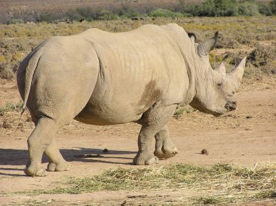 Inverdoorn Rhino