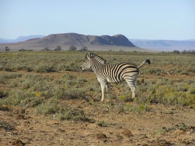 Inverdoorn Cape Zebra