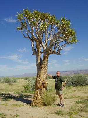 Namibia Dewas & Tree