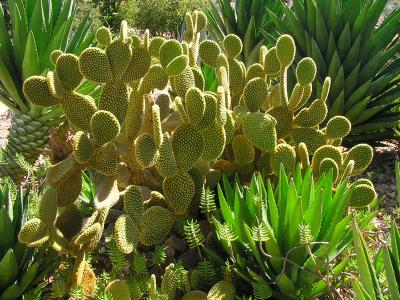 Namibia Cactus