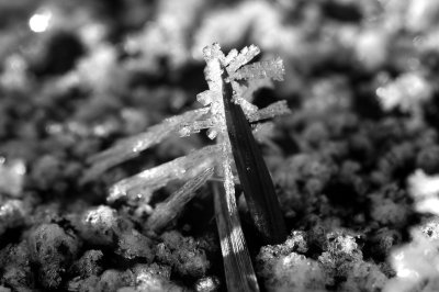 growing crystals.jpg