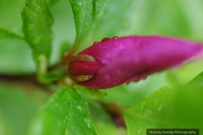 bud macro wm.jpg