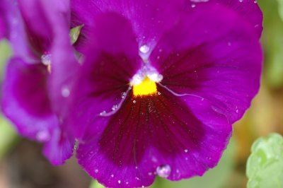 purple pansy resized.jpg