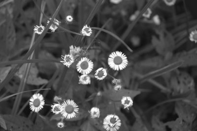 side yard daisies.jpg