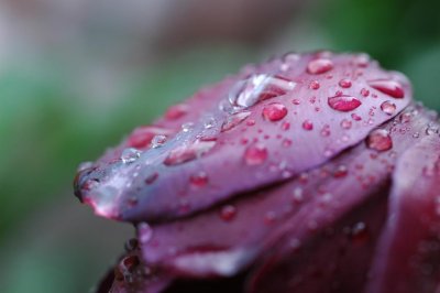 purple tulip.jpg