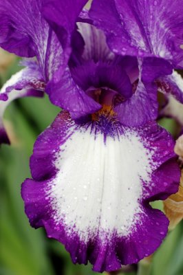 white and purple.jpg