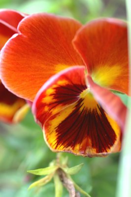 pansy.jpg