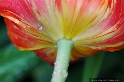 tulip stripes wm.jpg