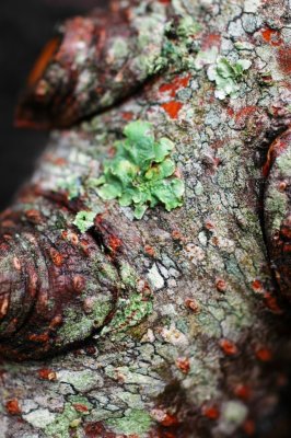 tree limb.jpg