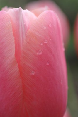 pretty in pink.jpg