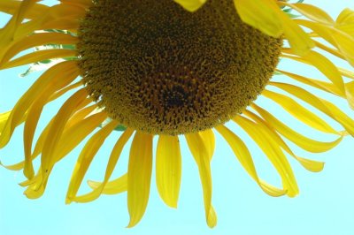 sun rays.jpg
