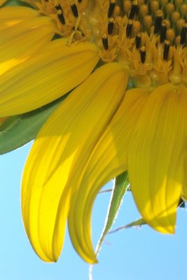 petals.jpg