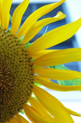sunflower2.jpg