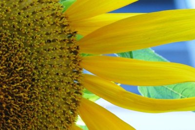 sunflower3.jpg