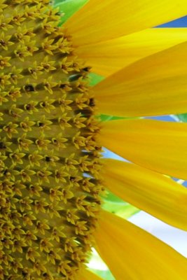 sunflower4.jpg