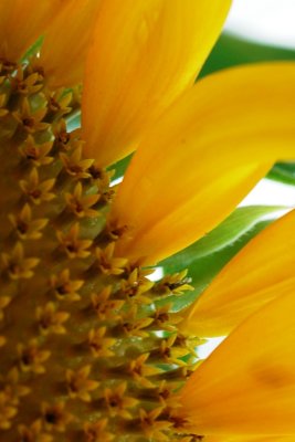sunflower5.jpg