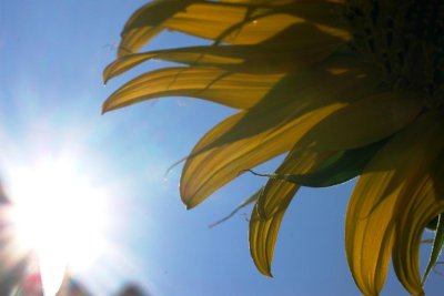sunflower6.jpg