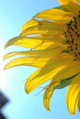 sunflower7.jpg