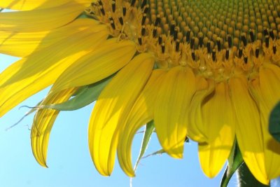 sunflower8.jpg